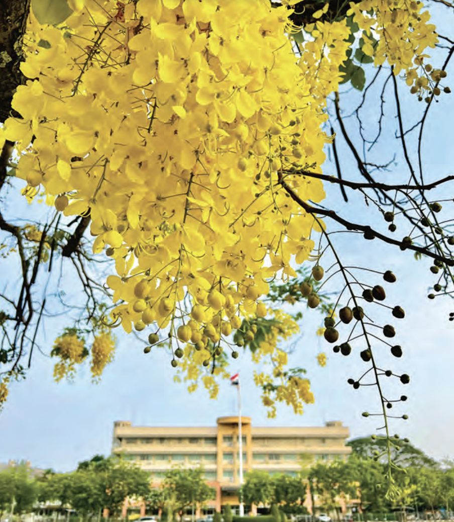 ต้นราชพฤกษ์